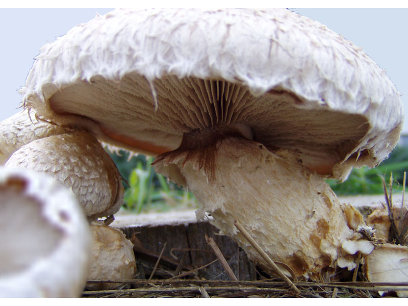 Pholiota populnea